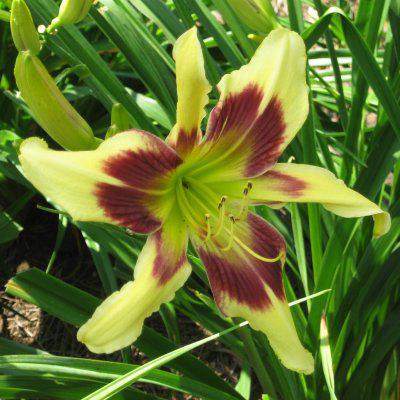 Celestal Starburst